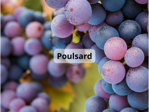 Poulsard (800 x 600 px)